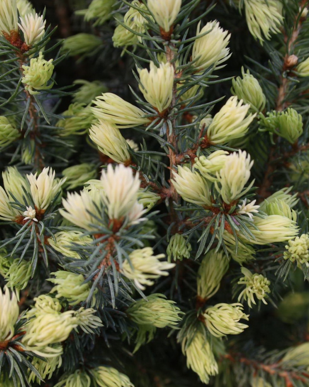 Ель сизая `Сан он зе Скай`, Picea glauca `Sun On The Sky` ® | СадПарад